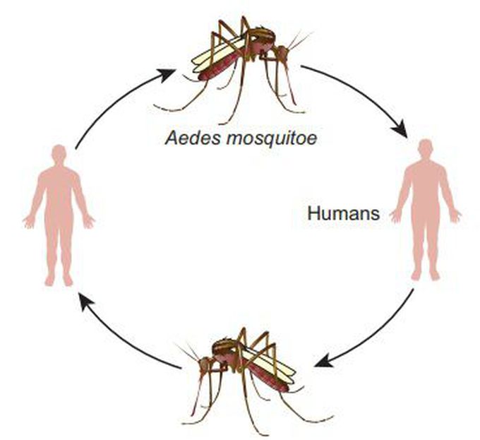 Dengue