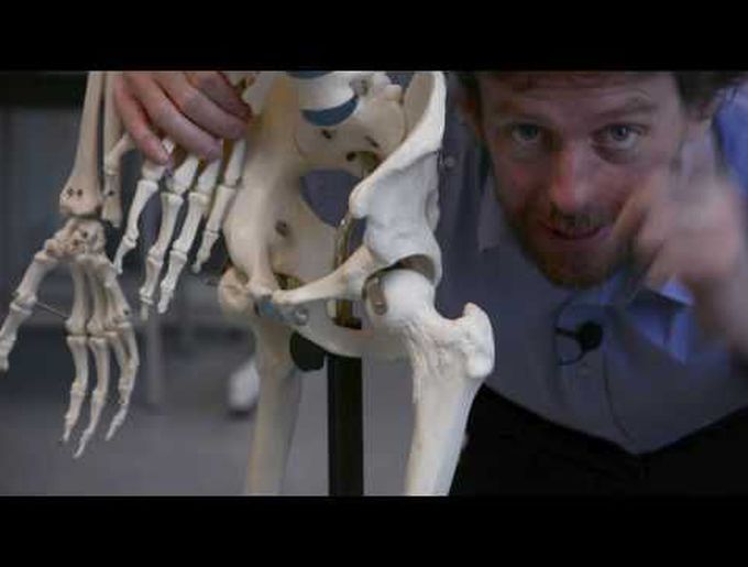 Introduction to muscles that cause movement of the hip - small muscles