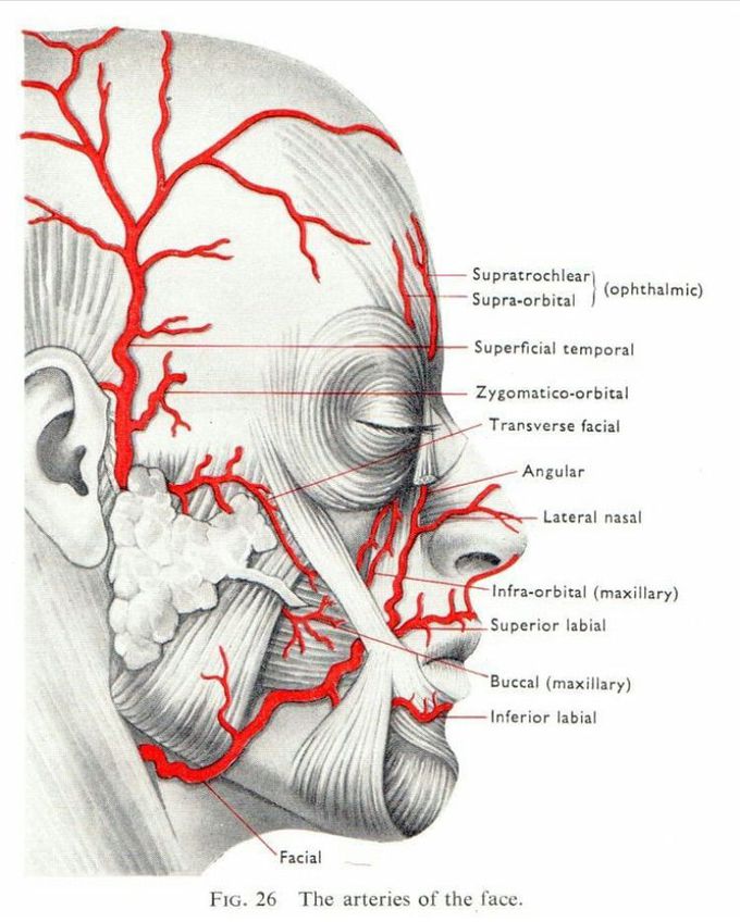 The arteries of the face