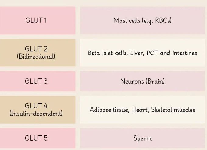 GLUT Transporters