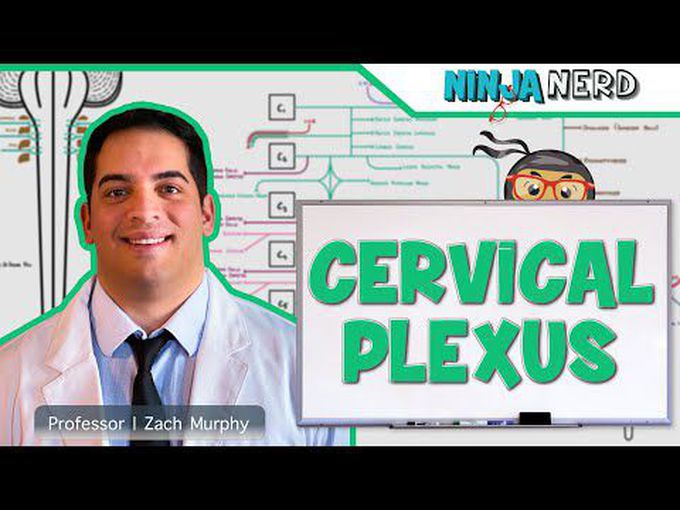 Cervical Plexus: A detailed account