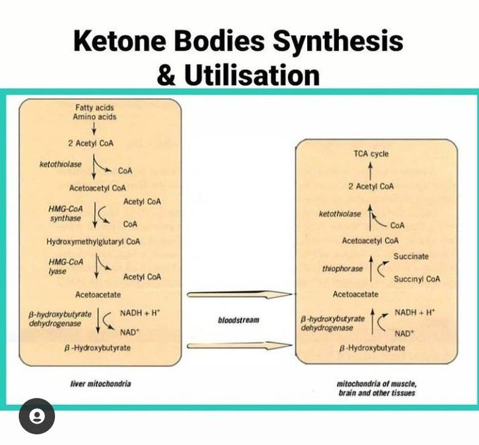 Ketone bodies synthesis and utilisation