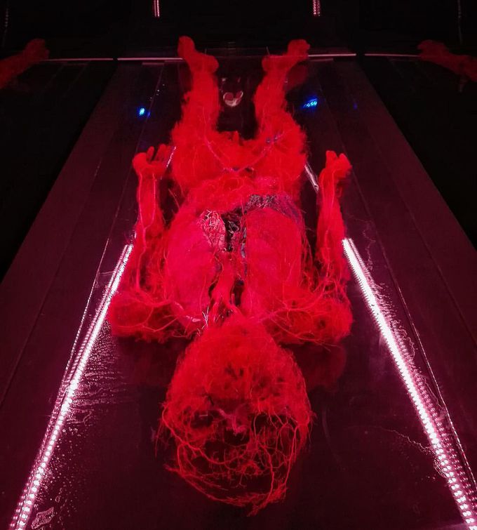 Circulatory system