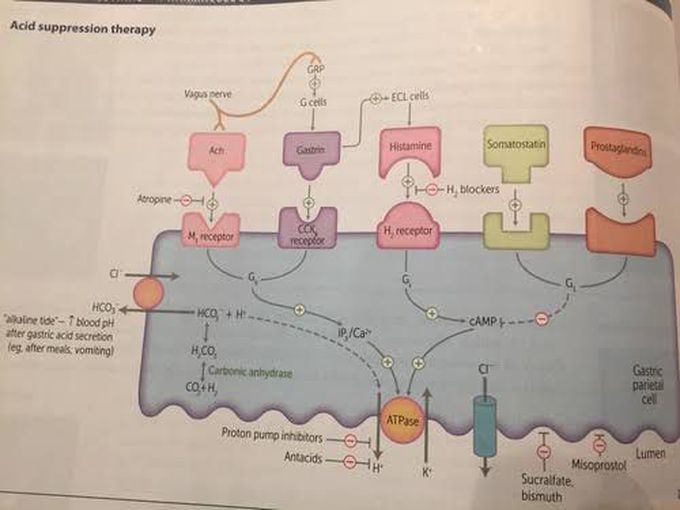 Acid Suppression Therapy