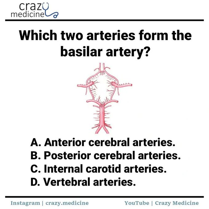 The constituent arteries of basilar artery