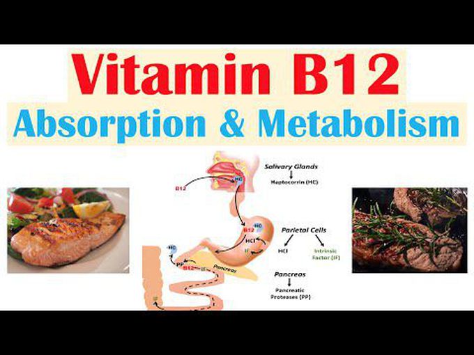 Metabolism of Vitamin B12