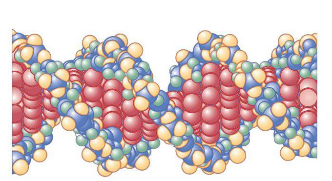 Double-stranded structure of the gene