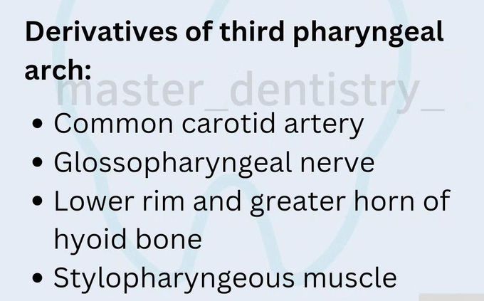 Third Pharyngeal Arch