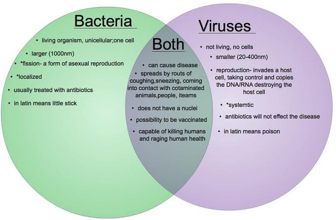 Bacteria Vs Viruses