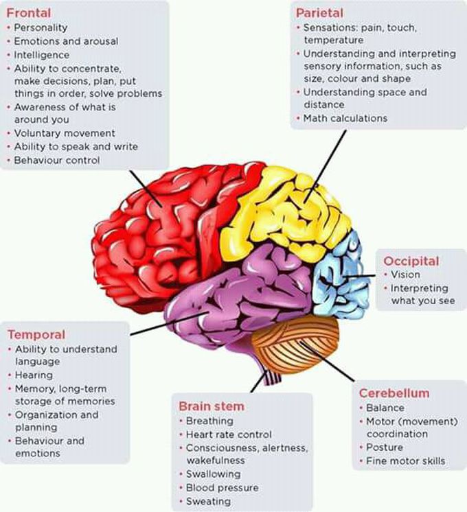 Brain function