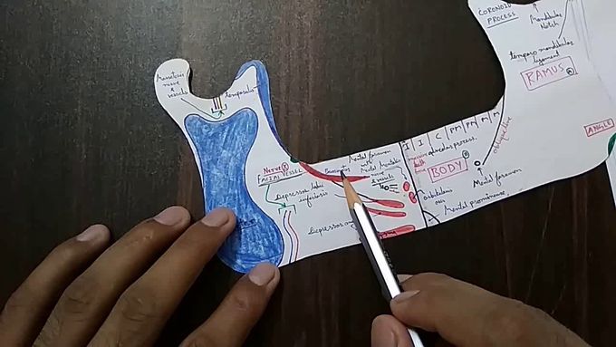 MANDIBLE BONE ( muscles and ligaments attachment ) , PART - 4/5