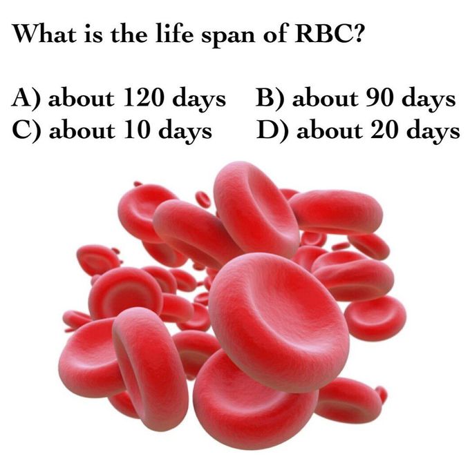 Lifespan of RBCs
