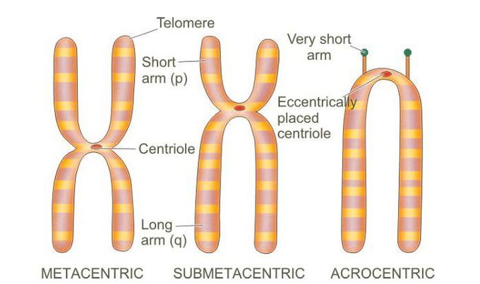 Chromosome classification