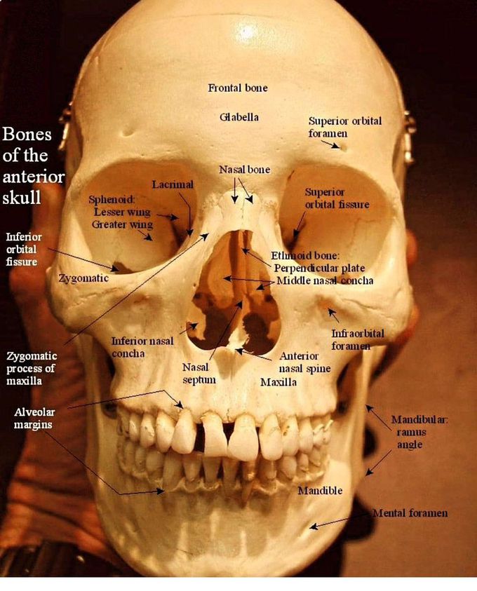 Skull Anatomy