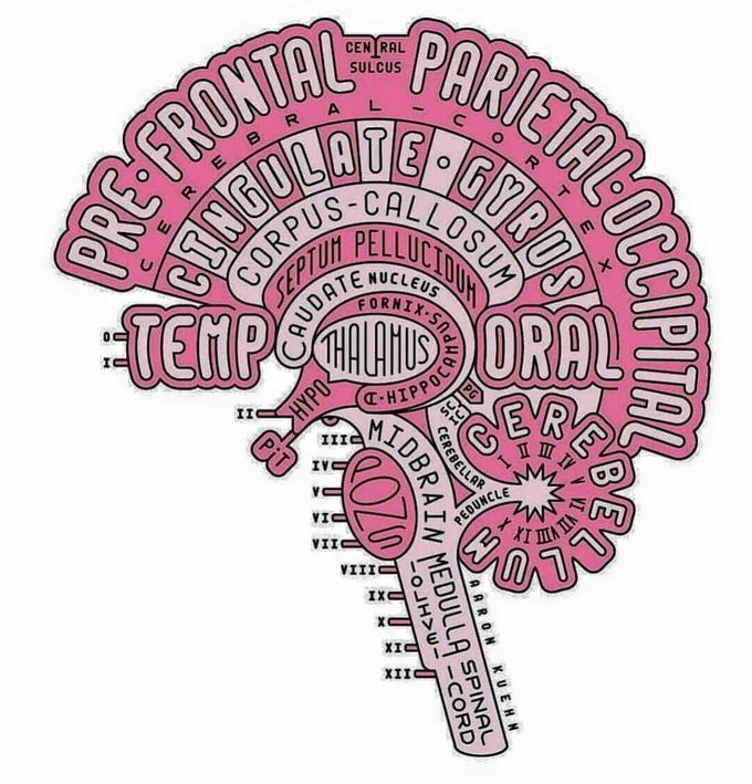 #Simplified #brain