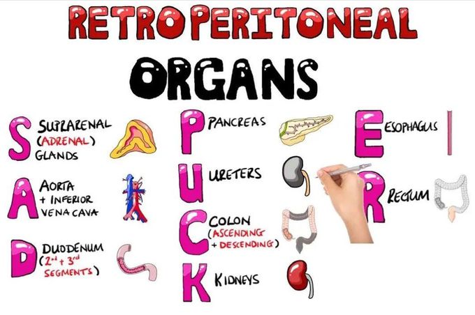 Retroperitoneal Organs