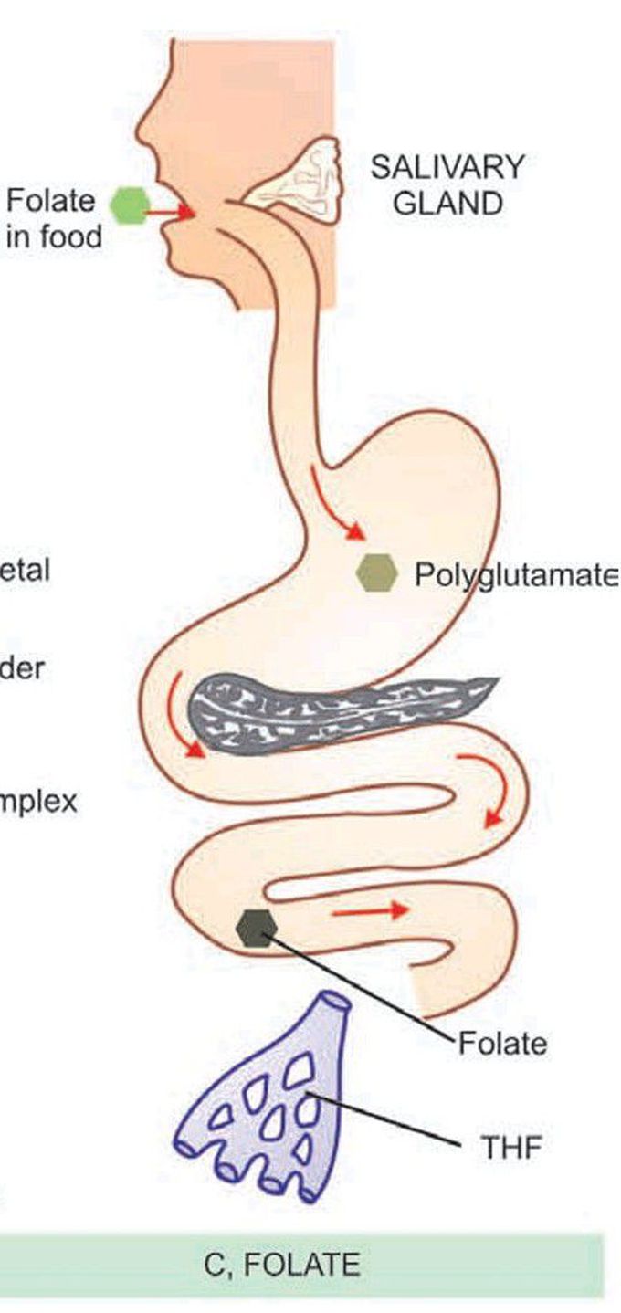 Folate absorption and transport