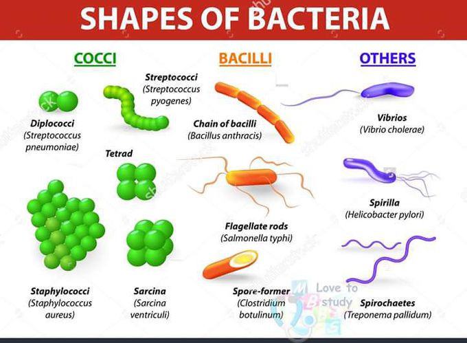 Shapes of bacterias.