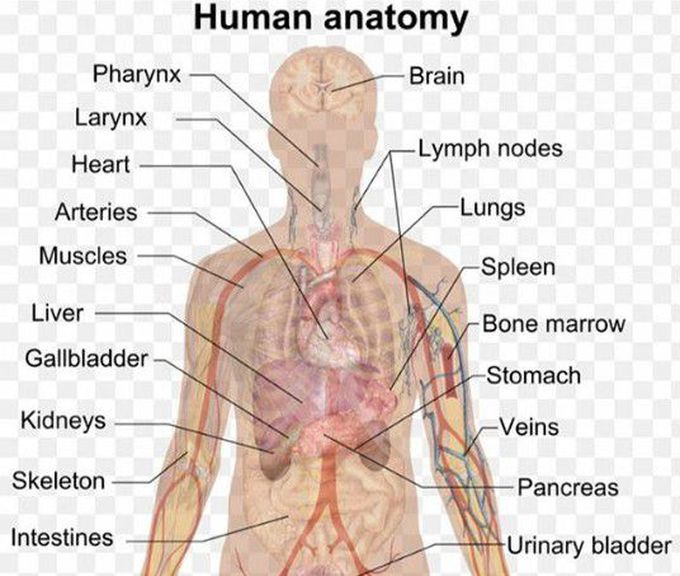 Human anatomy