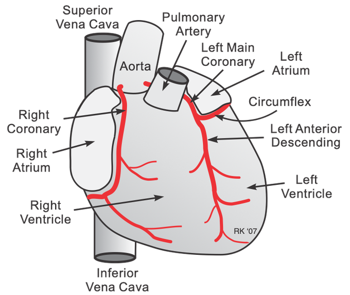 Coronary artery supply