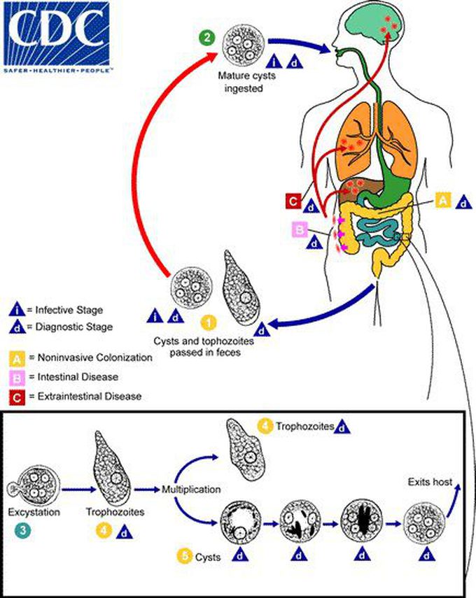 Life cycle of entamoeba histolytica - MEDizzy