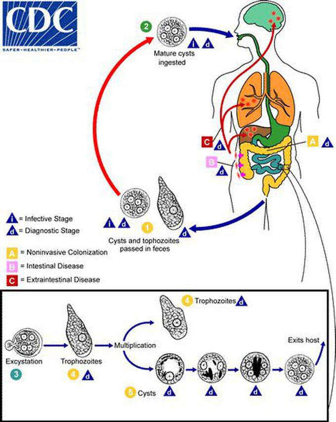 Жизненный цикл entamoeba histolytica схема