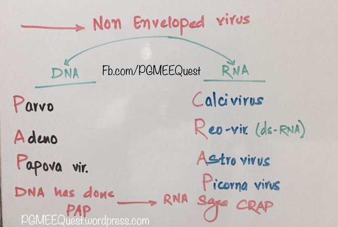 Non enveloped RNA Virus