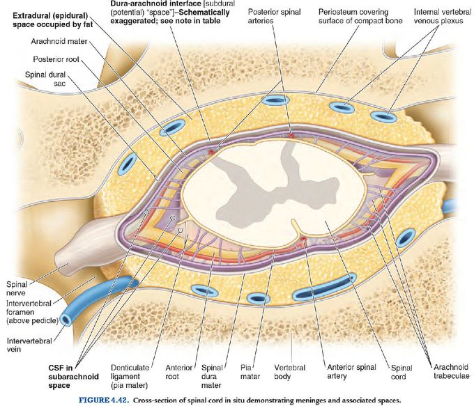 Spinal Cord Anatomy