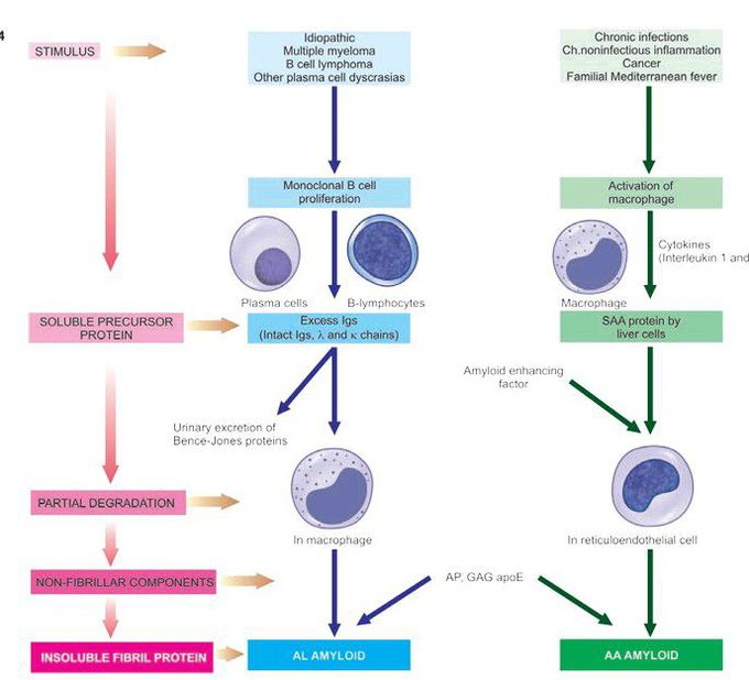 Amyloid pathogenesis