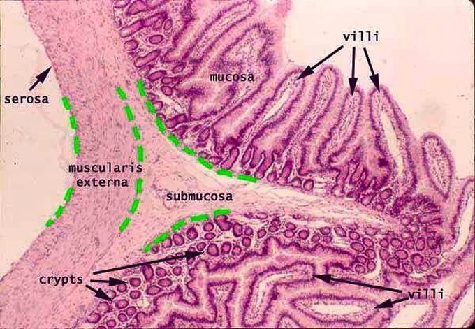 Cross section of jejunum,