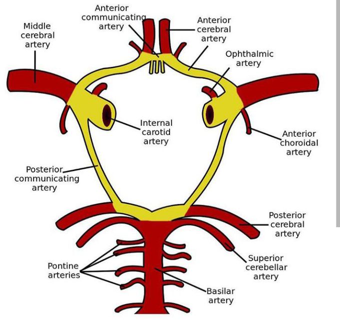 Circle of Willis