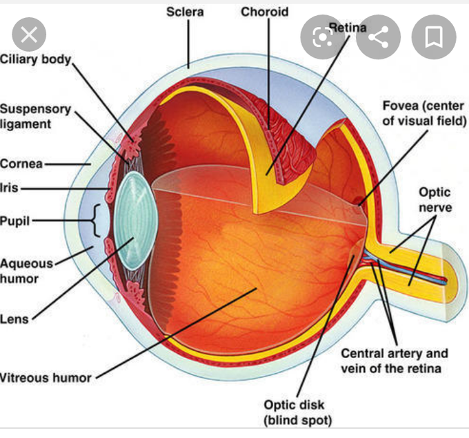 Structure of eye