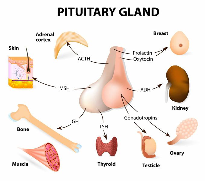 Anterior and Posterior pituitary hormone