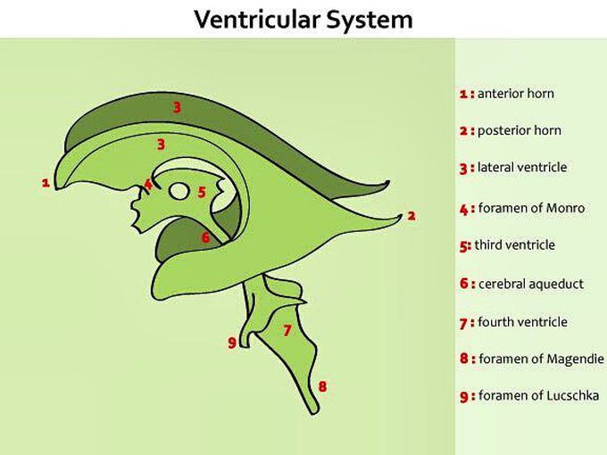 Ventricular System