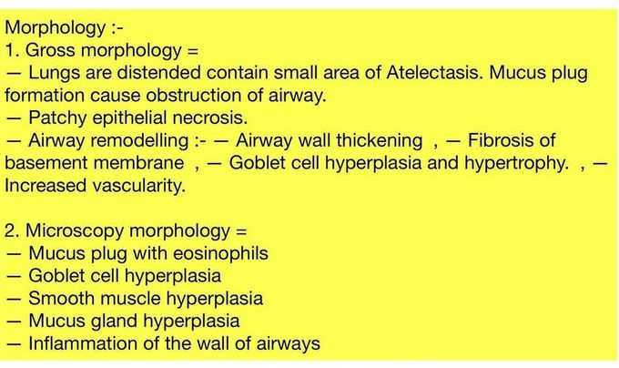 Asthma - Morphology