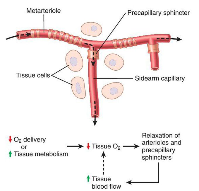 Tissue unit area