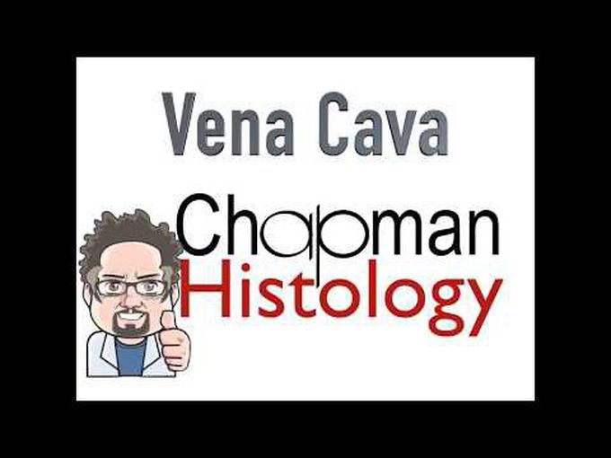 Histology of Vena Cava