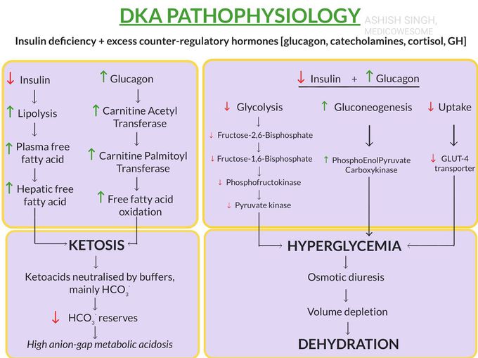 Diabetic Ketoacidosis (DKA) pathophysiology - MEDizzy