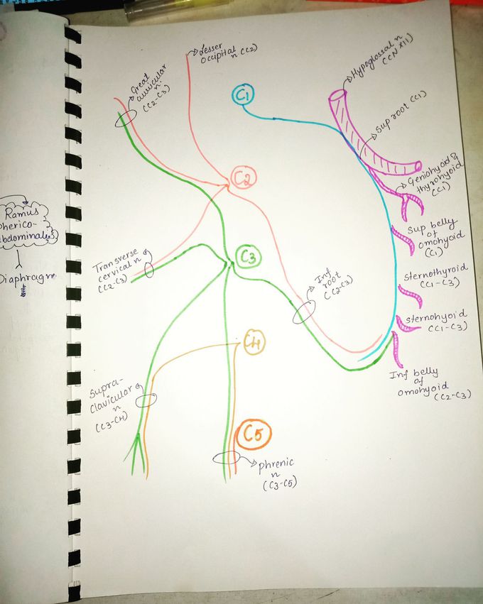 Cervical plexus
