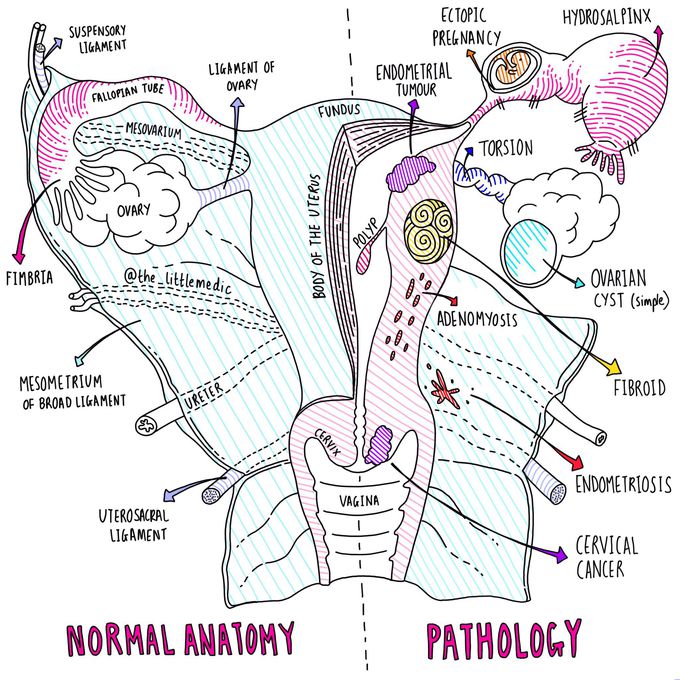 Female reproductive system and pathologies