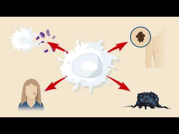 Macrophages-Connective Tissue (animation)