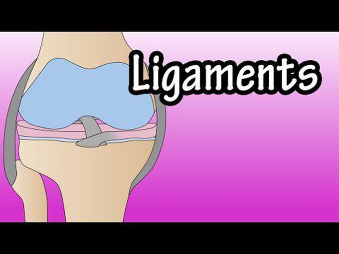 Histology of Ligaments