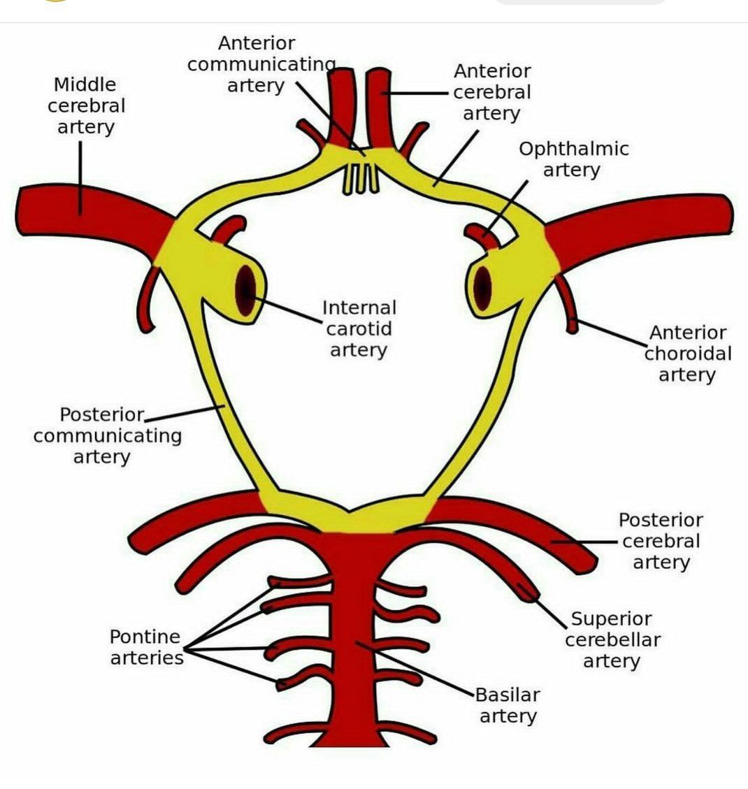 Артерии задних сегментов. Кровоснабжение головного мозга схема Виллизиев круг. Артерии Виллизиева круга анатомия. Анатомия сосуды Виллизиев круг. Виллизиев круг анатомия схема.
