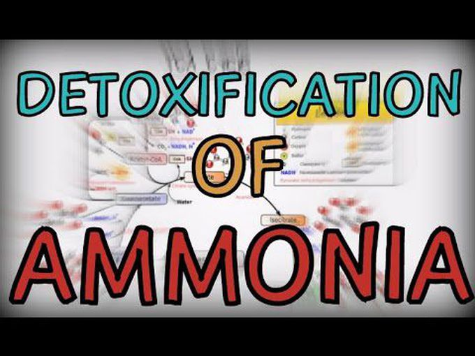 Detoxification of ammonia