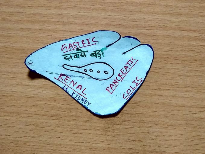 Spleen Anatomy