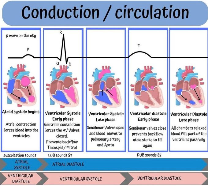 Circulation