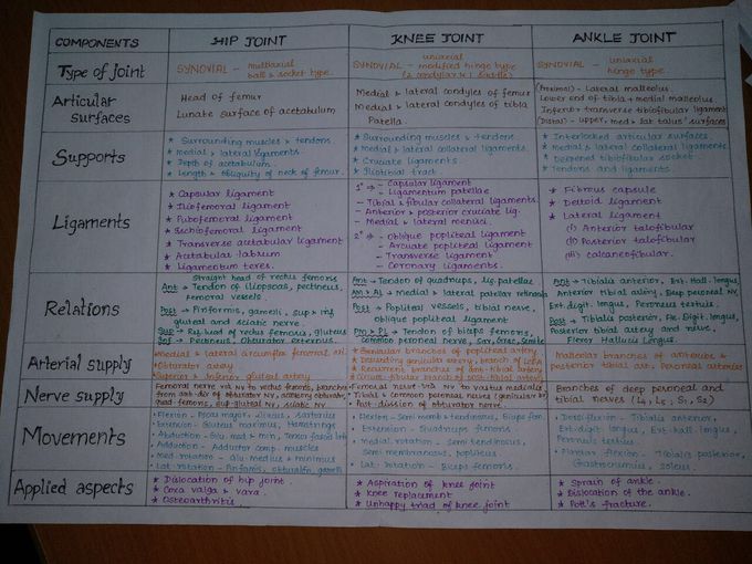 Anatomy joints