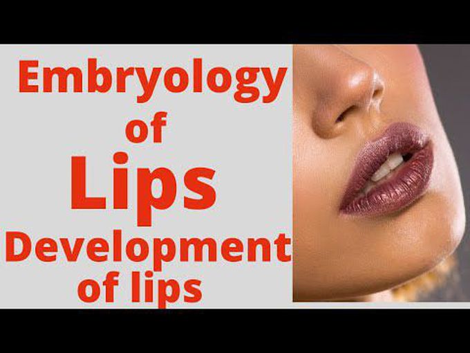 Development of lips