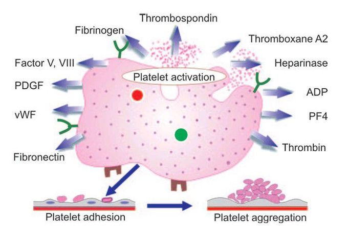 Primary haemostasis