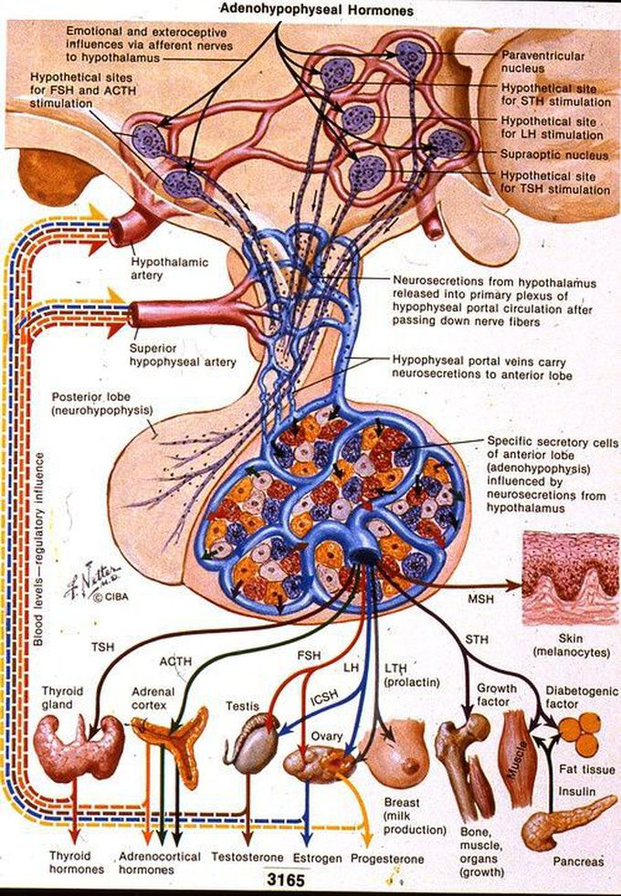 Hormones
